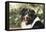 Australian Shepherd 36-Bob Langrish-Framed Stretched Canvas