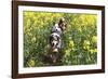 Australian Shepherd 38-Bob Langrish-Framed Photographic Print