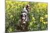 Australian Shepherd 38-Bob Langrish-Mounted Photographic Print