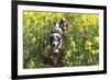 Australian Shepherd 38-Bob Langrish-Framed Photographic Print
