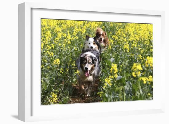 Australian Shepherd 38-Bob Langrish-Framed Photographic Print