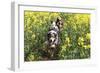 Australian Shepherd 38-Bob Langrish-Framed Photographic Print