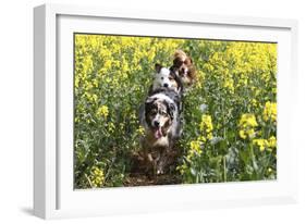 Australian Shepherd 38-Bob Langrish-Framed Photographic Print