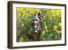 Australian Shepherd 38-Bob Langrish-Framed Premium Photographic Print