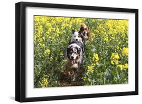 Australian Shepherd 38-Bob Langrish-Framed Premium Photographic Print