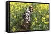 Australian Shepherd 38-Bob Langrish-Framed Stretched Canvas