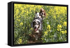 Australian Shepherd 38-Bob Langrish-Framed Stretched Canvas