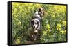 Australian Shepherd 38-Bob Langrish-Framed Stretched Canvas