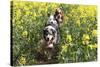 Australian Shepherd 38-Bob Langrish-Stretched Canvas