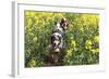 Australian Shepherd 38-Bob Langrish-Framed Photographic Print