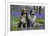 Australian Shepherd 53-Bob Langrish-Framed Photographic Print