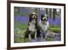 Australian Shepherd 53-Bob Langrish-Framed Photographic Print