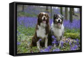 Australian Shepherd 53-Bob Langrish-Framed Stretched Canvas