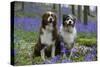 Australian Shepherd 53-Bob Langrish-Stretched Canvas