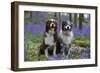 Australian Shepherd 53-Bob Langrish-Framed Premium Photographic Print