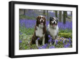 Australian Shepherd 53-Bob Langrish-Framed Premium Photographic Print