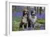 Australian Shepherd 53-Bob Langrish-Framed Premium Photographic Print