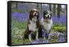 Australian Shepherd 53-Bob Langrish-Framed Stretched Canvas