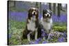 Australian Shepherd 53-Bob Langrish-Stretched Canvas