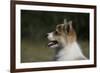 Australian Shepherd 57-Bob Langrish-Framed Photographic Print