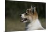 Australian Shepherd 57-Bob Langrish-Mounted Photographic Print