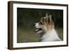 Australian Shepherd 57-Bob Langrish-Framed Premium Photographic Print