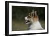 Australian Shepherd 57-Bob Langrish-Framed Premium Photographic Print