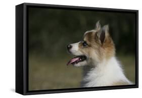 Australian Shepherd 57-Bob Langrish-Framed Stretched Canvas