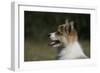 Australian Shepherd 57-Bob Langrish-Framed Photographic Print