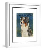 Australian Shepherd (Blue Merle)-John W^ Golden-Framed Art Print