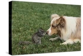 Australian Shepherd Facing off a California Ground Squirrel-DLILLC-Stretched Canvas