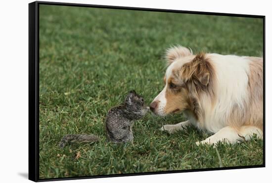 Australian Shepherd Facing off a California Ground Squirrel-DLILLC-Framed Stretched Canvas