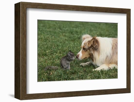 Australian Shepherd Facing off a California Ground Squirrel-DLILLC-Framed Photographic Print