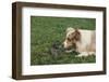 Australian Shepherd Facing off a California Ground Squirrel-DLILLC-Framed Photographic Print