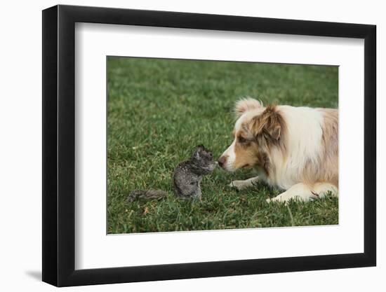 Australian Shepherd Facing off a California Ground Squirrel-DLILLC-Framed Photographic Print