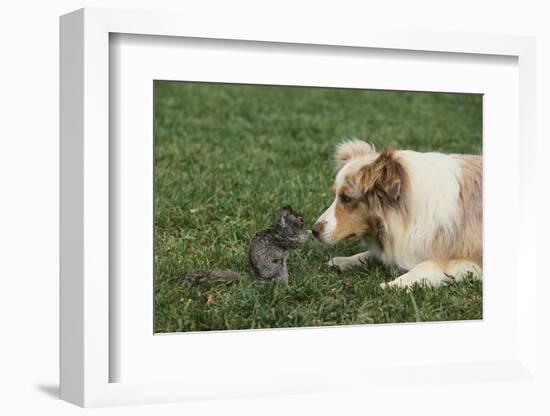 Australian Shepherd Facing off a California Ground Squirrel-DLILLC-Framed Photographic Print