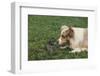 Australian Shepherd Facing off a California Ground Squirrel-DLILLC-Framed Photographic Print