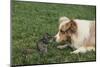 Australian Shepherd Facing off a California Ground Squirrel-DLILLC-Mounted Photographic Print