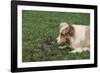 Australian Shepherd Facing off a California Ground Squirrel-DLILLC-Framed Photographic Print