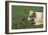 Australian Shepherd Facing off a California Ground Squirrel-DLILLC-Framed Photographic Print