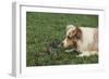 Australian Shepherd Facing off a California Ground Squirrel-DLILLC-Framed Photographic Print