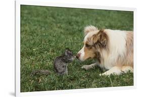 Australian Shepherd Facing off a California Ground Squirrel-DLILLC-Framed Photographic Print