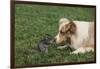 Australian Shepherd Facing off a California Ground Squirrel-DLILLC-Framed Photographic Print