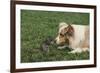 Australian Shepherd Facing off a California Ground Squirrel-DLILLC-Framed Photographic Print