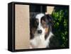 Australian Shepherd Portrait-Zandria Muench Beraldo-Framed Stretched Canvas