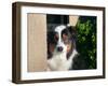 Australian Shepherd Portrait-Zandria Muench Beraldo-Framed Premium Photographic Print