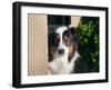 Australian Shepherd Portrait-Zandria Muench Beraldo-Framed Premium Photographic Print