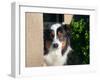 Australian Shepherd Portrait-Zandria Muench Beraldo-Framed Premium Photographic Print