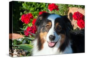 Australian Shepherd Portrait-Zandria Muench Beraldo-Stretched Canvas