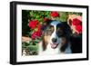 Australian Shepherd Portrait-Zandria Muench Beraldo-Framed Photographic Print